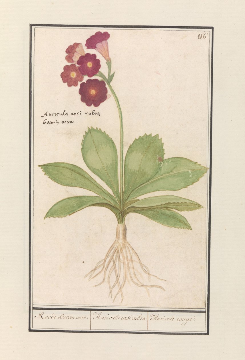 Lehmänkelkka (Primula) Punaisen karhun korvat. / Auricula ursi rubra. / Auricule rouge (otsikko esineessä) tekijältä Anselmus Boëtius de Boodt