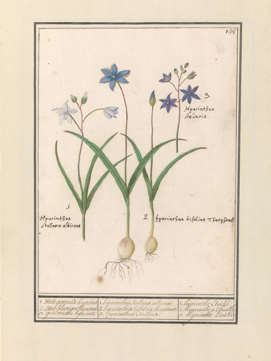 Sterhyasint (Scilla) 1. Witte oli jesterine eilen. 2. Twee blaerigen hijacint. 3. He kaappasivat eilen. / 1. Hyacinthus Stellaris albicans 2. Hyacinthus bifolius Theophrastus 3. Hyacinthus Stellaris. / 1. hyasintti Etoilée 2. hyasintti a 2 feuille 3 hijac tekijältä Anselmus Boëtius de Boodt