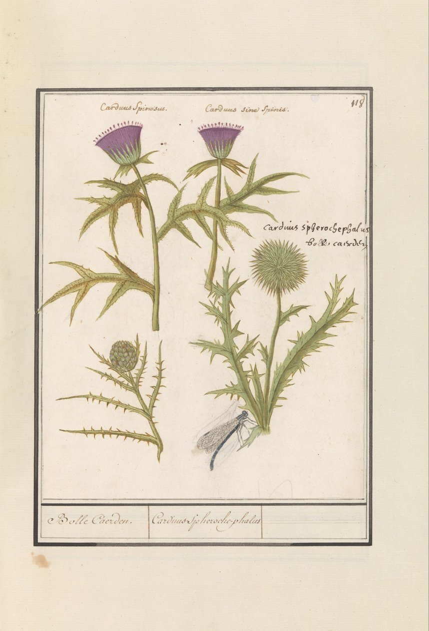 Ohdake (Carduus) ja artisokka (Cynara cardunculus) Distel (ohdake) en artisjok (Cynara cardunculus) Boll Caerden / Cardius Spheroche-phalus (otsikko esineessä) tekijältä Anselmus Boëtius de Boodt