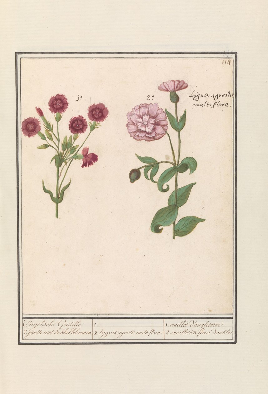 Kaksi neilikka (Dianthus) 1. Englanti Gentille. 2. jenelle nopankukkineen / 1. 2. Lygnis agrestis multiflora. / 1. oeuillet d