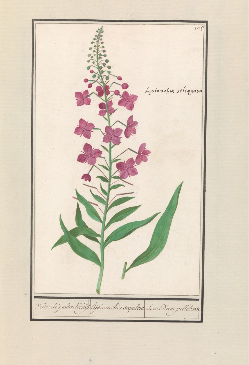 Wilgenroosje (Chamerion angustifolium) Wederik joden Kruijt. / lismàquia seca / preocupació per l