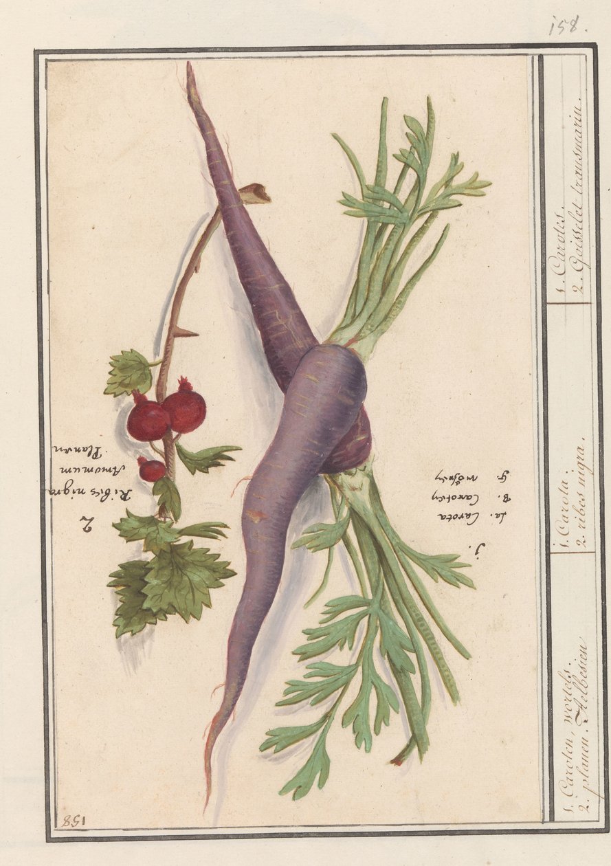 Wortel (Daucus carota) ratsastuksessa (Ribes rubrum) 1. Karoteeni, wortelit. 2. Planen Aelbesien / 1. Carota. 2. ribes nigra. / 1. Carote. 2. Goisselet transmariini. (otsikko esineessä) tekijältä Anselmus Boëtius de Boodt