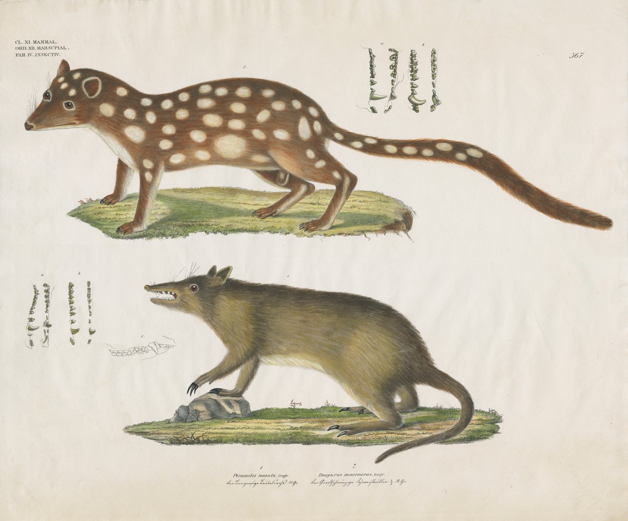 Australian Marsupials with Anatomical Details (käsin värjätty litografia) (käsin värjätty litografia) tekijältä Anstalt Arnz & Co.