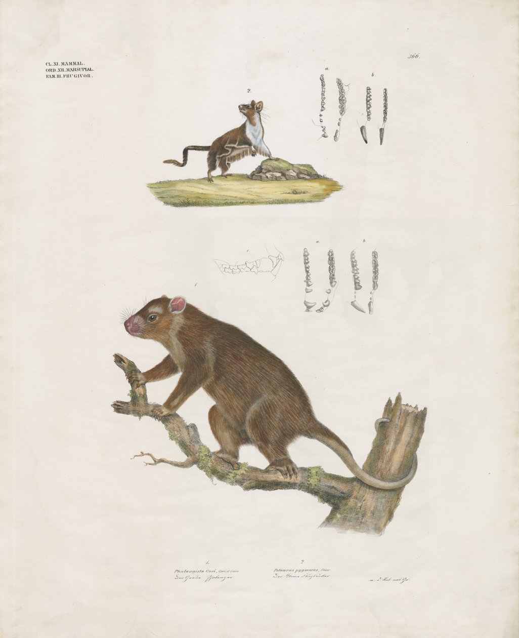 Australian Marsupials with Dental Details (käsin värjätty litografia) (käsin värjätty litografia) tekijältä Anstalt Arnz & Co.