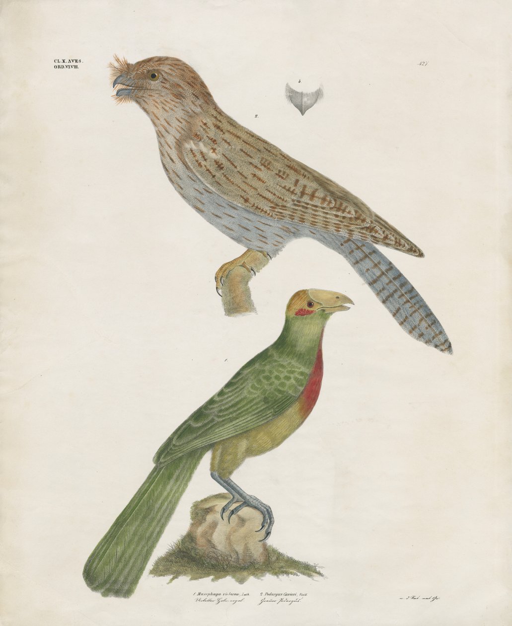 Barbet ja Roller (käsin väritetty litografia) tekijältä Anstalt Arnz & Co.