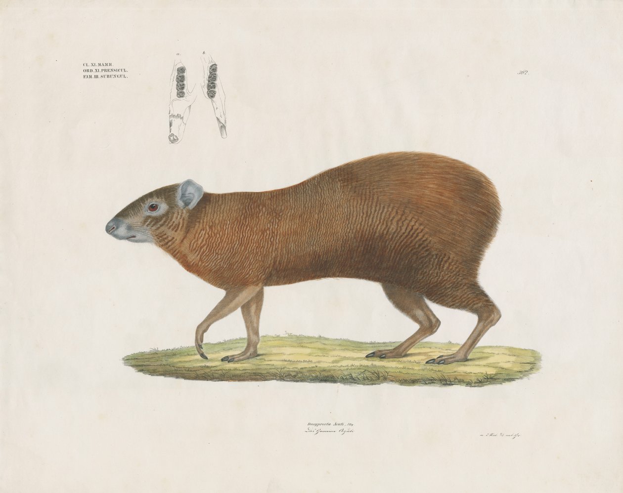 Agouti ja hampaiden yksityiskohdat (käsin värjätty litografia) tekijältä Anstalt Arnz & Co.