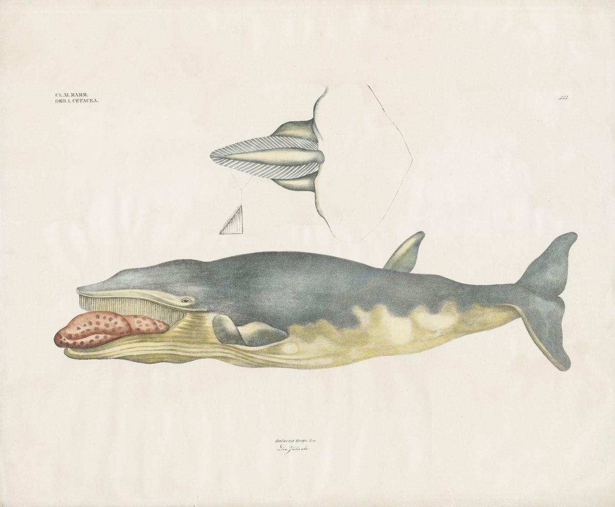 Grönlanninvalas anatomisine yksityiskohtineen (käsin värjätty litografia). tekijältä Anstalt Arnz & Co.