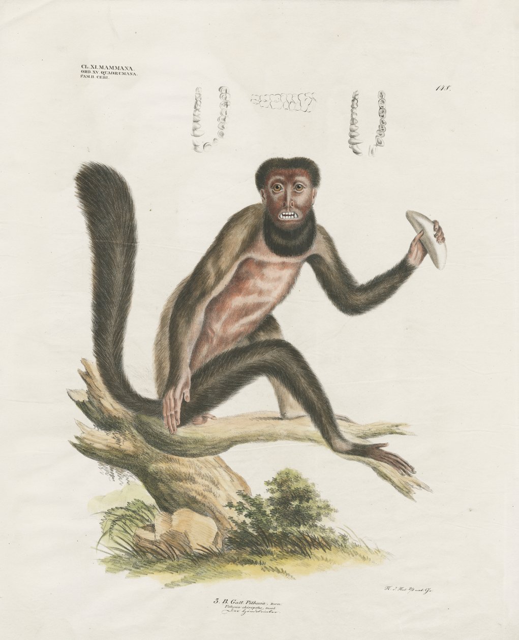 Punainen Howler-apina anatomisine yksityiskohtineen (käsin värjätty litografia). tekijältä Anstalt Arnz & Co.