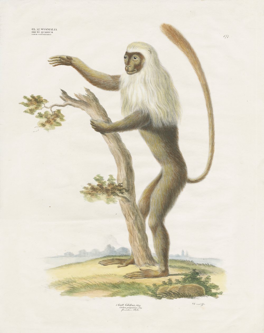 Silvery Lutung puussa (käsin värjätty litografia) tekijältä Anstalt Arnz & Co.