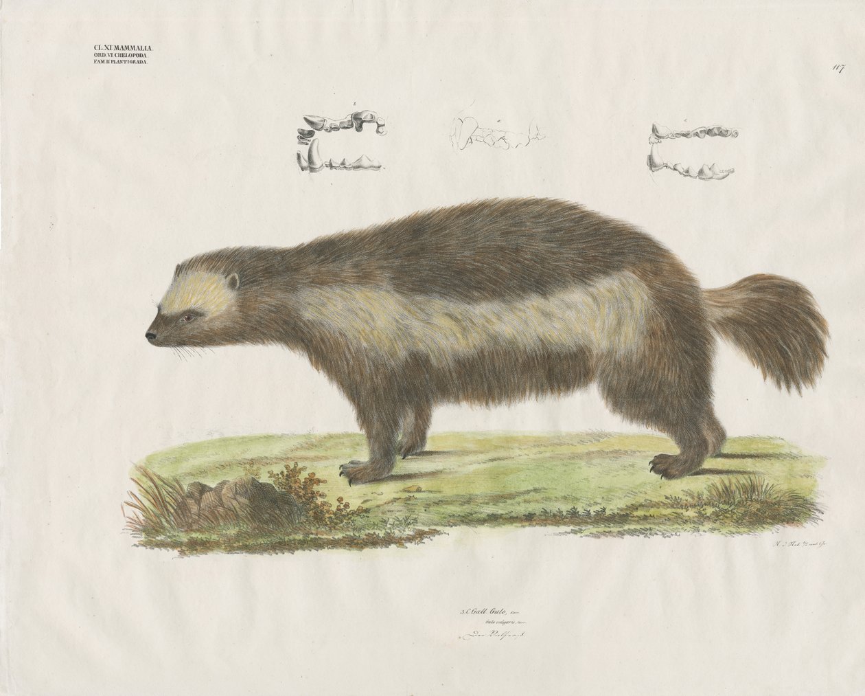 Wolverine hammaslääketieteellisine yksityiskohtineen (käsin värjätty litografia) tekijältä Anstalt Arnz & Co.