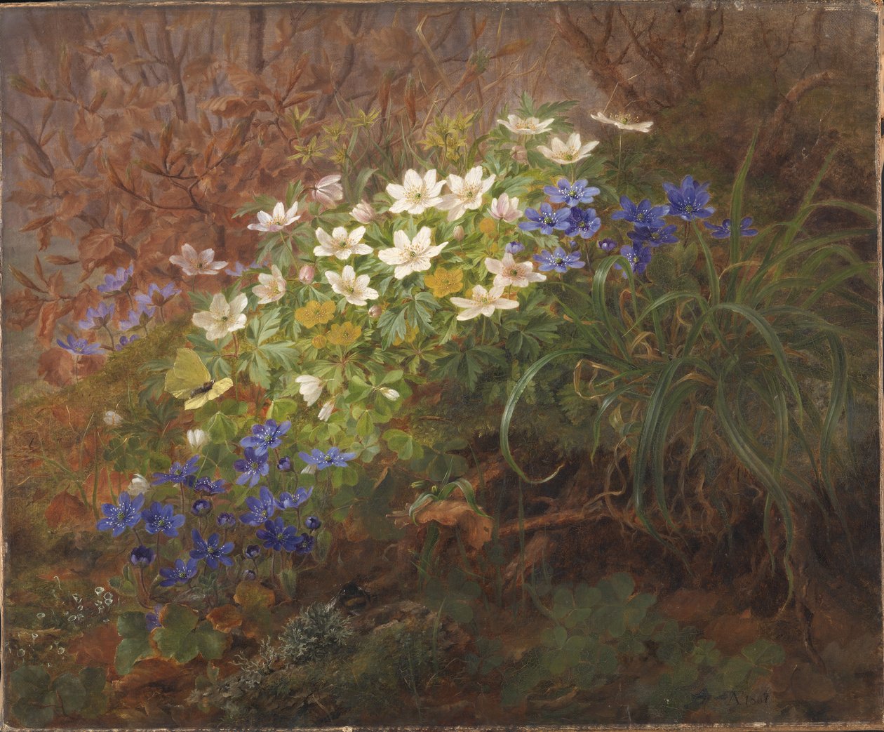 Anemones tekijältä Anthonie Christensen