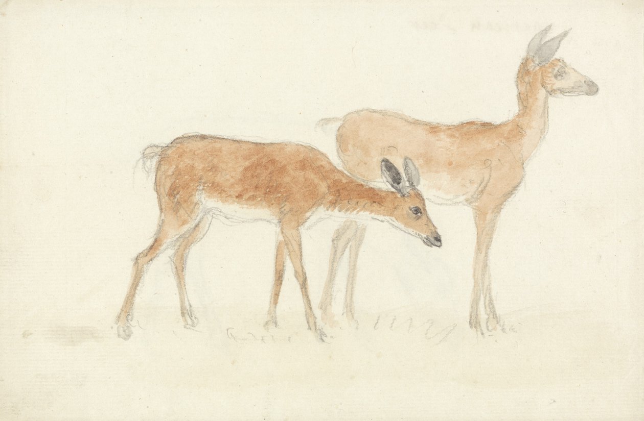 American Deer (grafiitti ja wc paperilla) tekijältä Anthony Devis