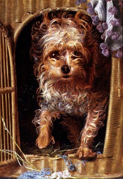 Darby, yorkshireterrieri (öljy paneelille) tekijältä Anthony Frederick Augustus Sandys