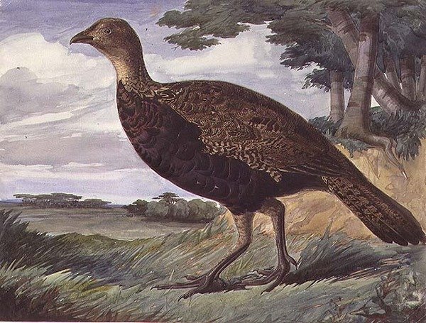 Fasaani ja Greyhen -hybridi (akvarelli paperille) tekijältä Anthony Frederick Augustus Sandys