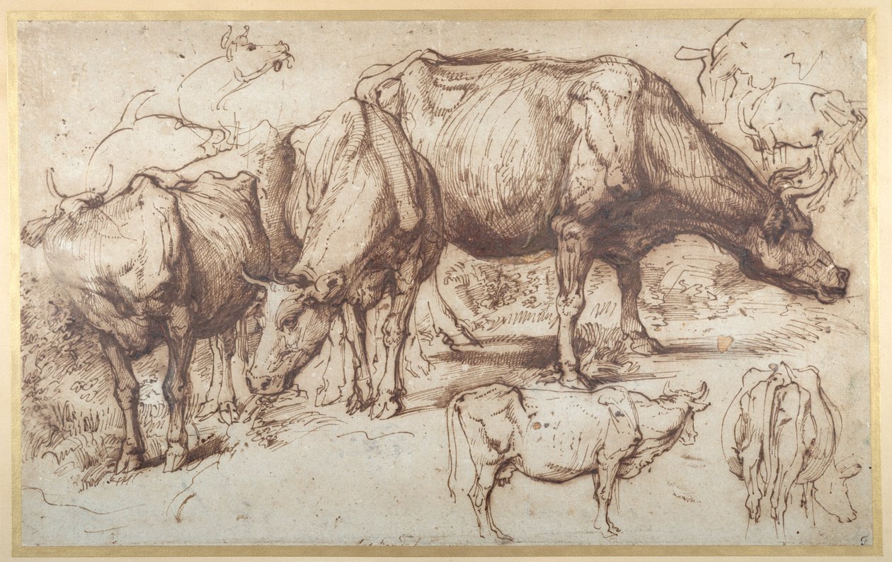 Nauta laitumella, n. 1618-20 (kynä ja muste pesulla paperille) tekijältä Anthony van Dyck