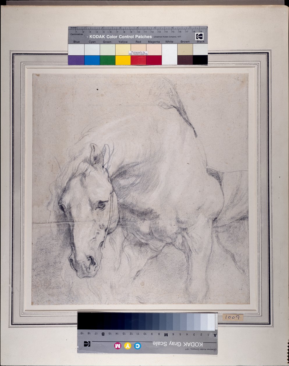 Harmaan hevosen pää ja eturaajat (paperilla musta liitu korotettu valkoisella) tekijältä Anthony van Dyck