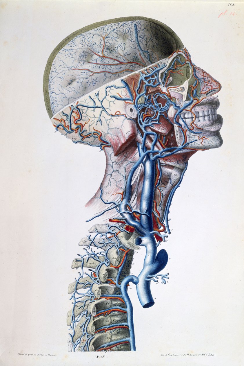 Pään suonet ja valtimot, Gilbert Breschetin (1784-1845) julkaisusta "Anatomical, Physiological and Pathological Researches on the Venous System" -levy, kaiverrus Engelmann, Pariisi, 1829 (väri l) tekijältä Antoine Chazal