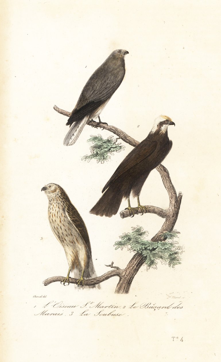 Kanoharri, Euraasian suoharri ja Montagu