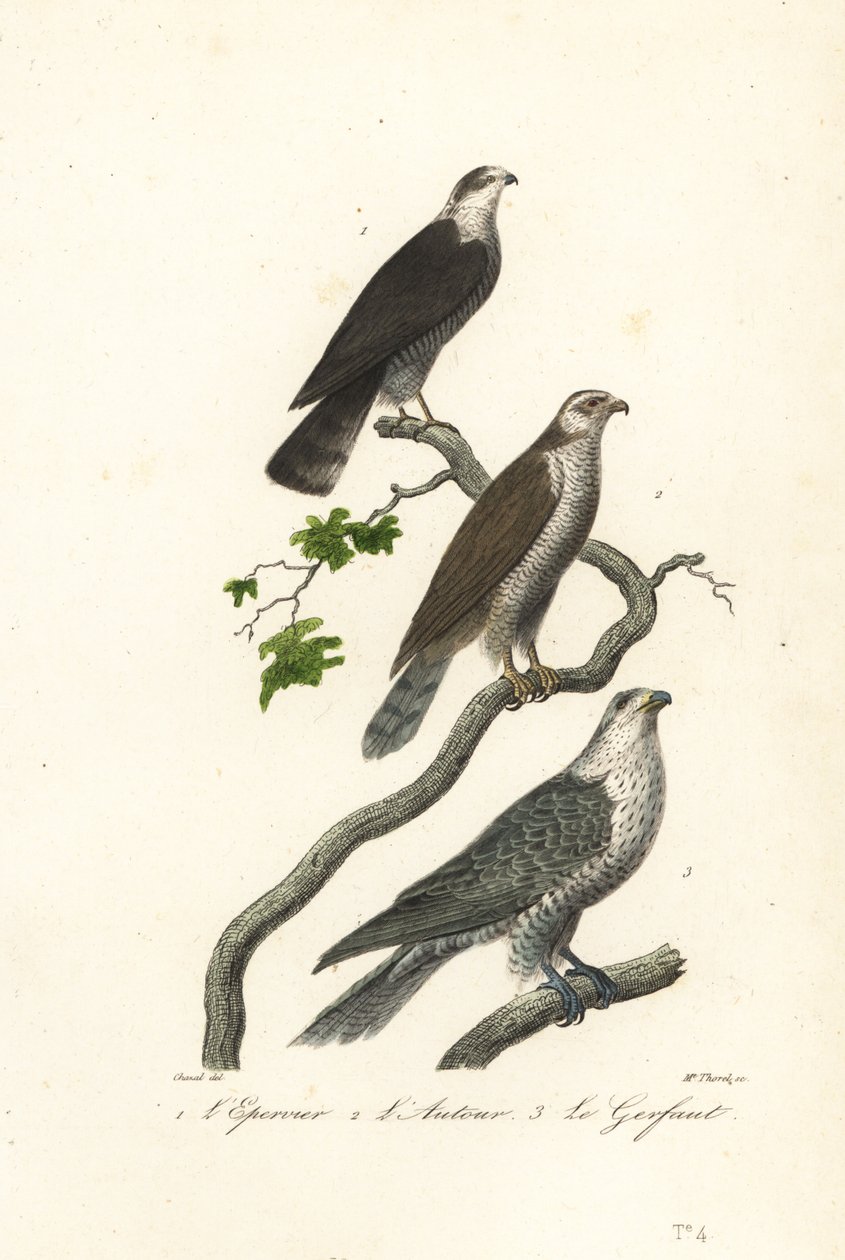 Sparrowhawk, goshhaw ja gyrfalcon. tekijältä Antoine (after) Chazal