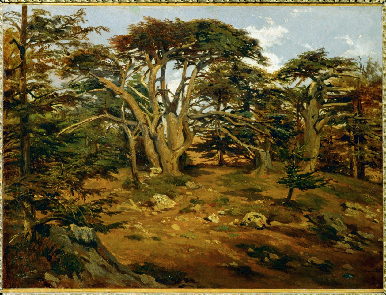 Les vieux cedres sur le Mont Liban - Vanhoja setripuita Libanon-alueella ... tekijältä Antoine Alphonse Montfort