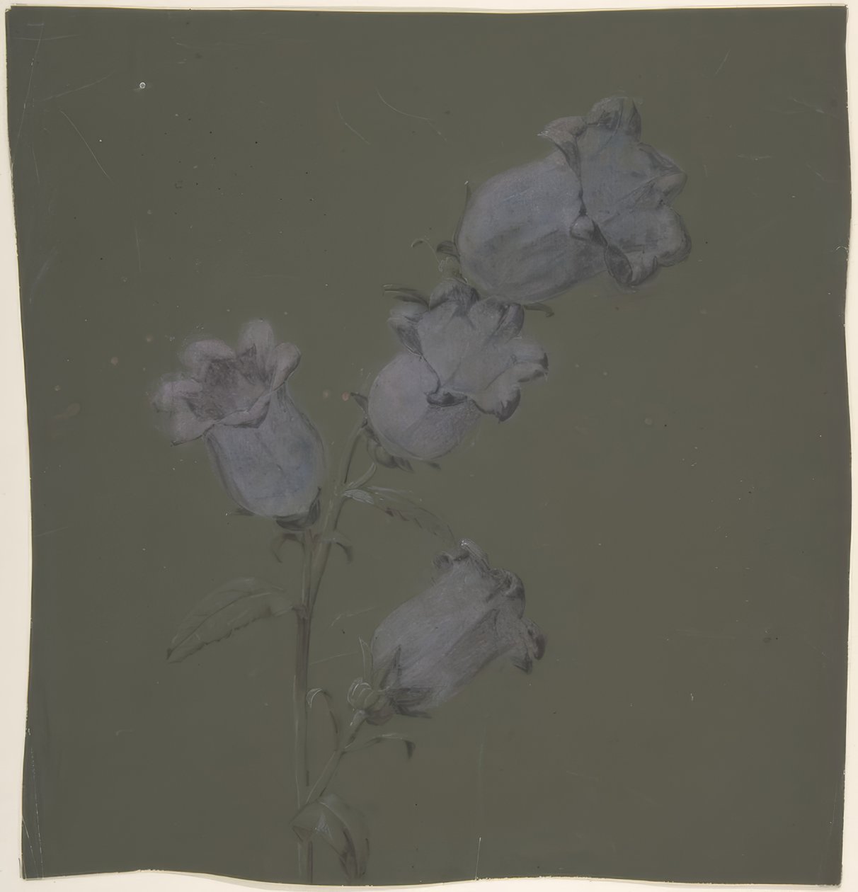 Canterbury Bells -suihku tekijältä Antoine Berjon