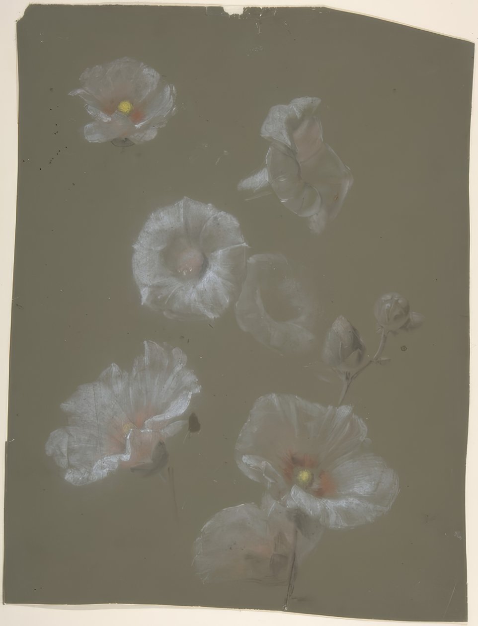 Valkoinen hollyhocks tekijältä Antoine Berjon