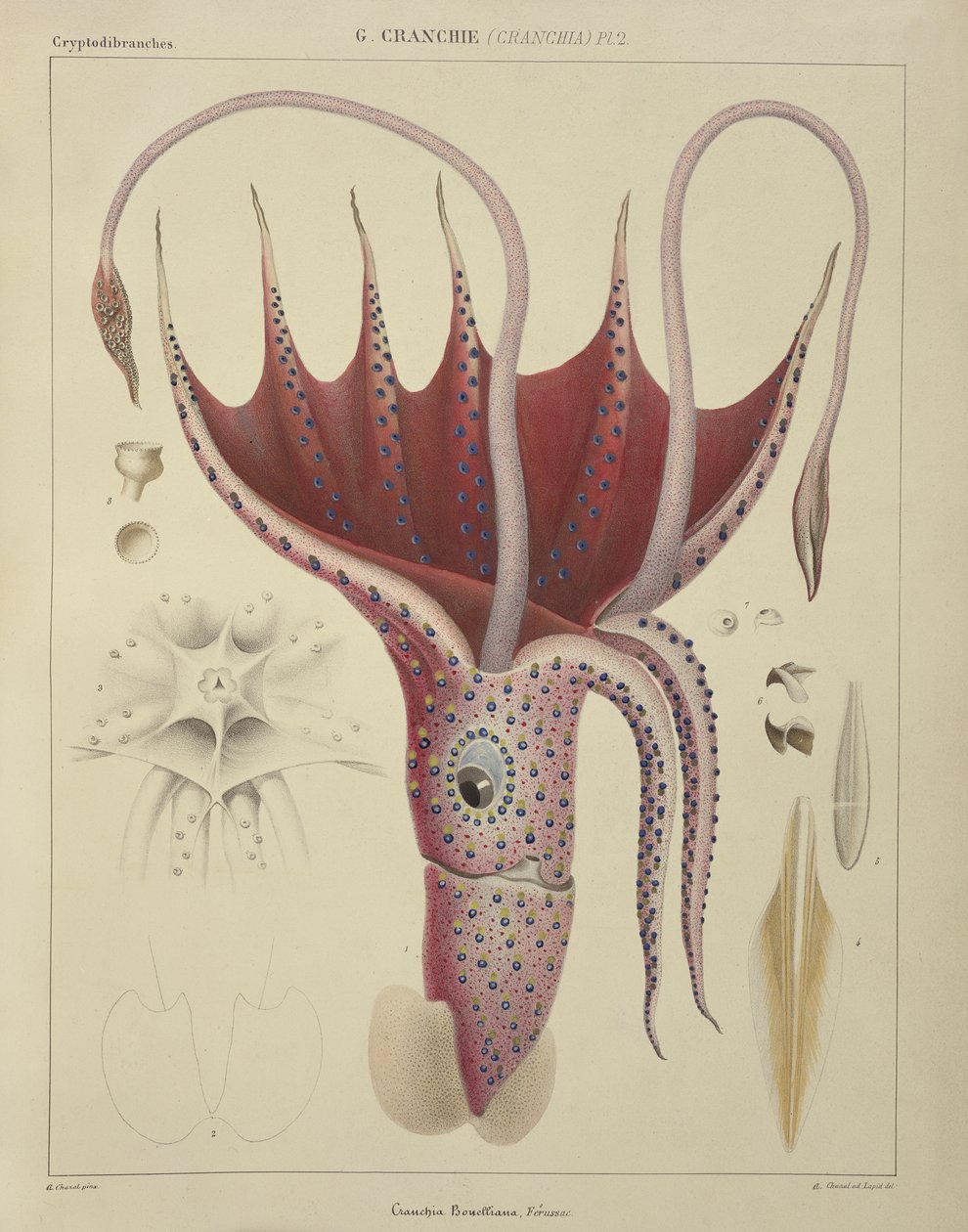 Kalmarit, kuva 2 teoksesta "Histoire Naturelle Generale et Particuliere des Cephalopodes Acetabuliferes", julkaissut Ferussac ja D