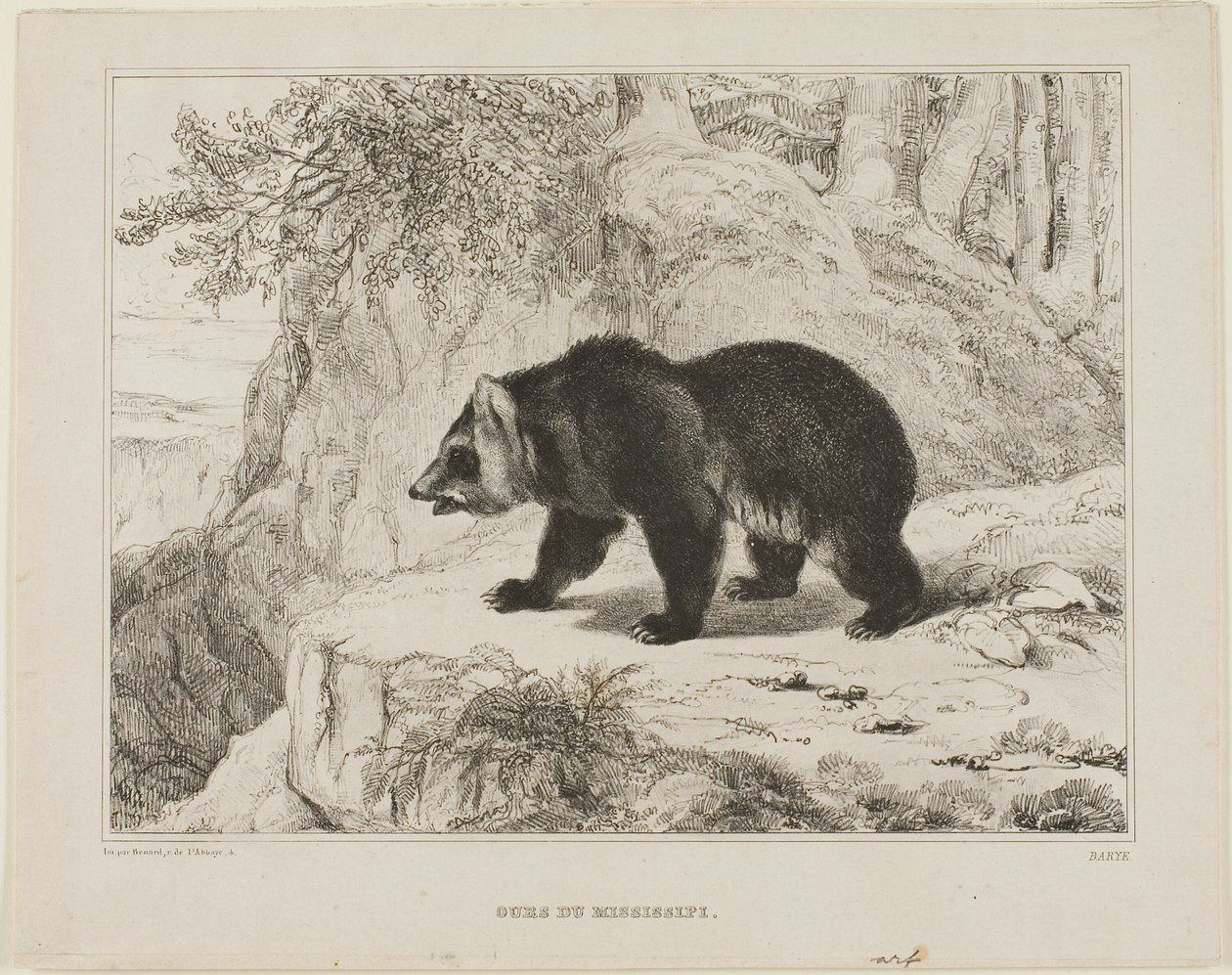 Mississippin karhu tekijältä Antoine Louis Barye