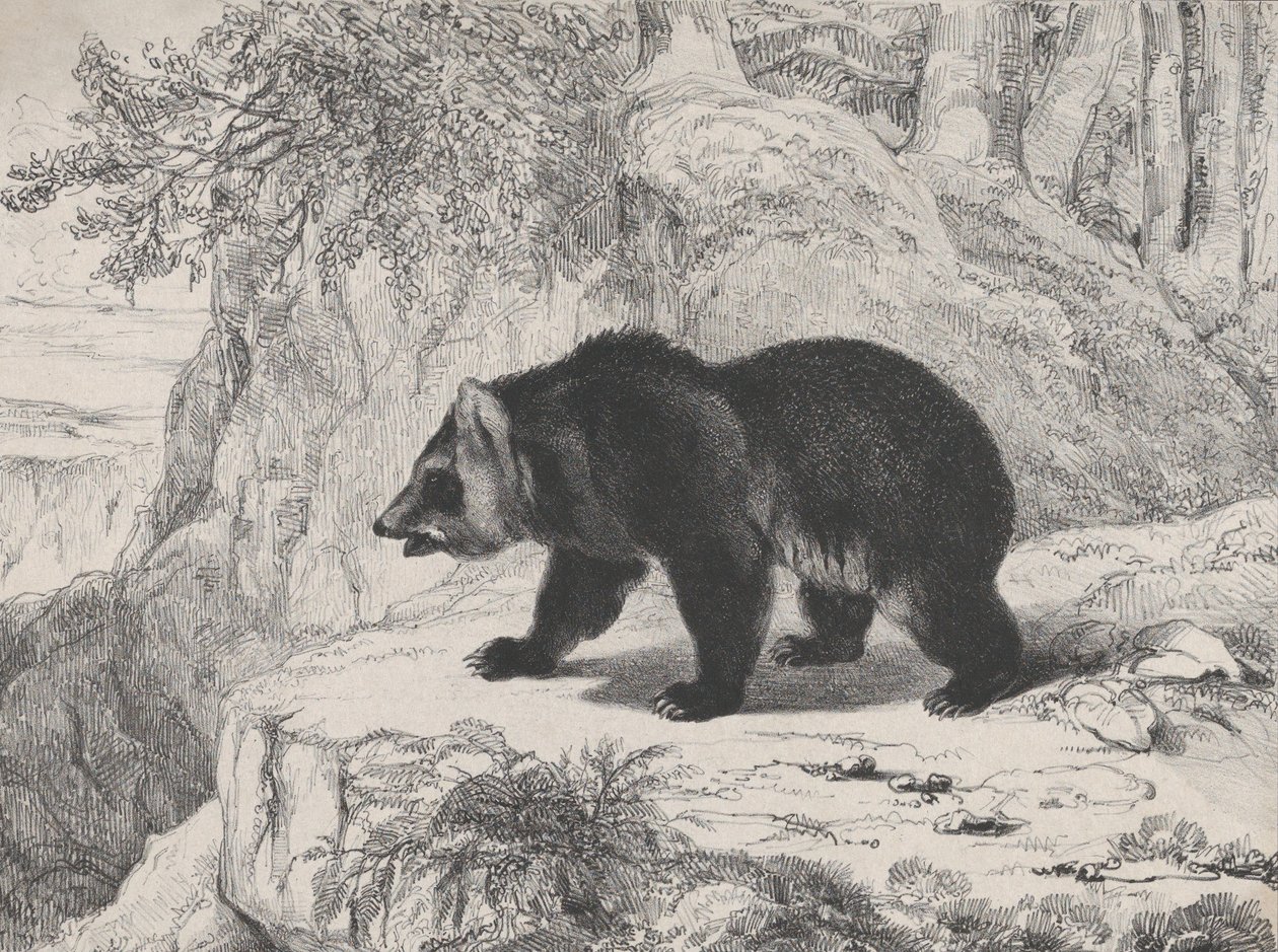 Mississippi Bear, 1836. tekijältä Antoine Louis Barye