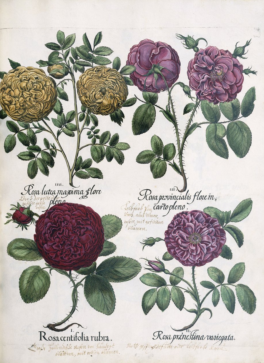 Neljä ruusutyyppiä, 1613 tekijältä Antoine Pesne