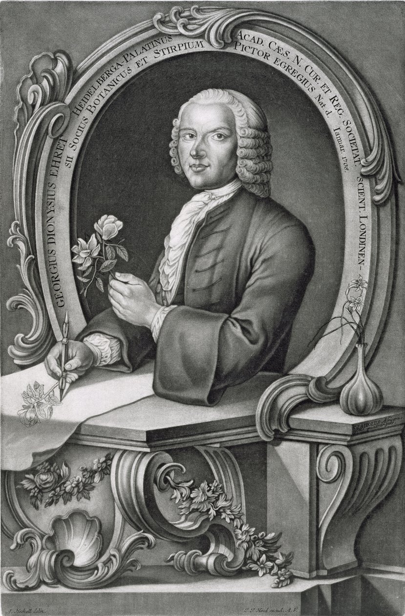 Johann Jakob Haidin (1704-67) kaivertama Georg Dionysius Ehretin (1710-70) muotokuva tekijältä Anton Heckel