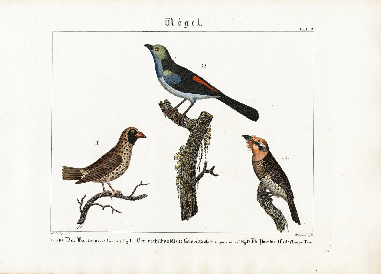 Barbet, Weaver Bird ja Paradise Flycatcher tekijältä Anton Wachsmann