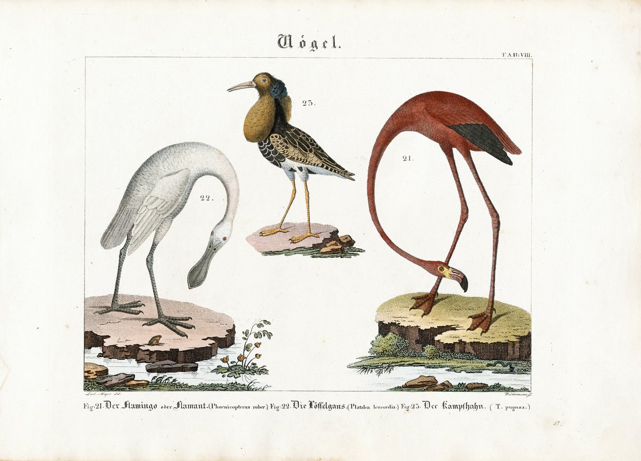 Flamingo, Lusikkasimppu ja Karviainen tekijältä Anton Wachsmann