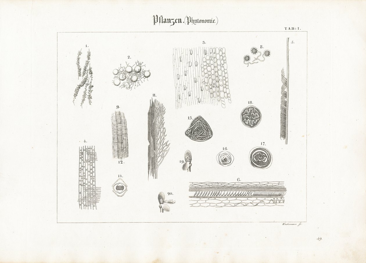 Kasvien anatomia (fytotomia) tekijältä Anton Wachsmann