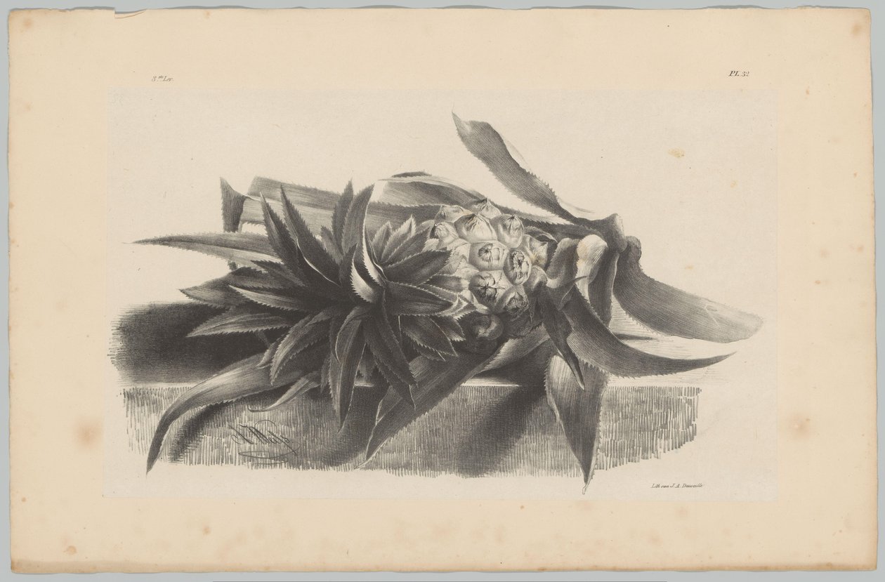 Ananas Flower and Fruit Studies (...) 3. jakso (sarjan nimi) tekijältä Anton Weiss