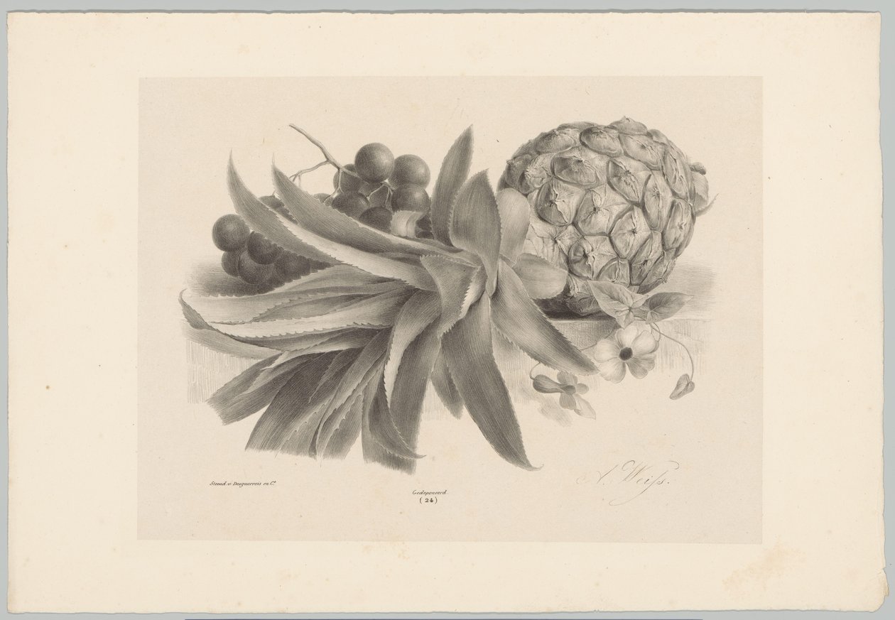 Ananas ja viinirypäleet Flower and Fruit Studies (...) 10. jakso (sarjan nimi) tekijältä Anton Weiss