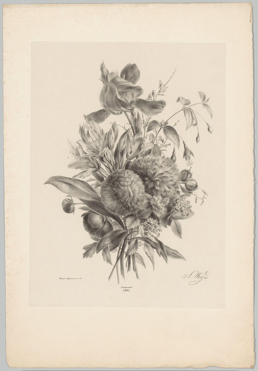 Neilikat ja liljat Flower and Fruit Studies (...) 10. jakso (sarjan nimi) tekijältä Anton Weiss