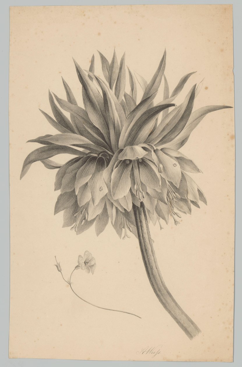 Kukka varressa Flower and Fruit Studies (...) 3. jakso (sarjan nimi) tekijältä Anton Weiss