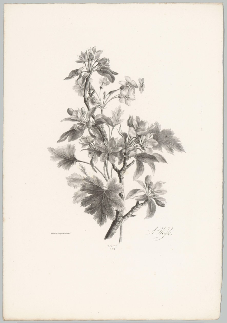 Kukkia oksalla Flower and Fruit Studies (...) 10. jakso (sarjan nimi) tekijältä Anton Weiss