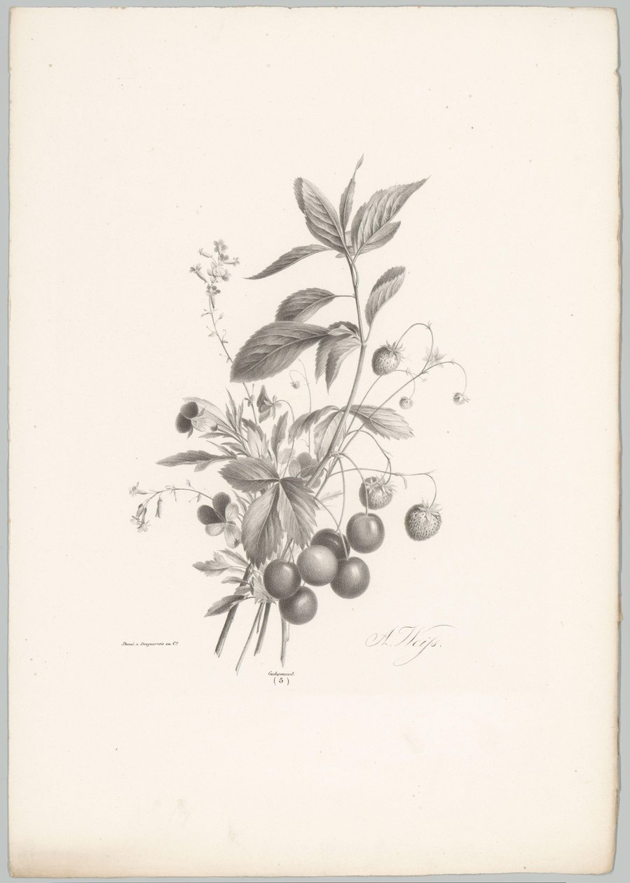 Kukkia, mansikoita ja kirsikoita Flower and Fruit Studies (...) 10. jakso (sarjan nimi) tekijältä Anton Weiss