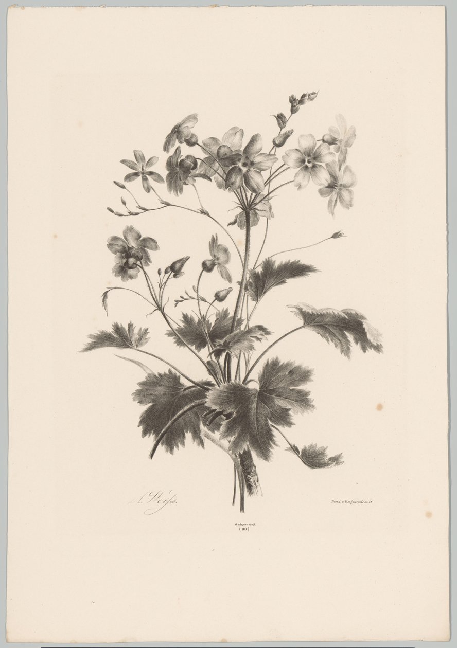 Kukat piikillä Flower and Fruit Studies (...) 10. jakso (sarjan nimi) tekijältä Anton Weiss