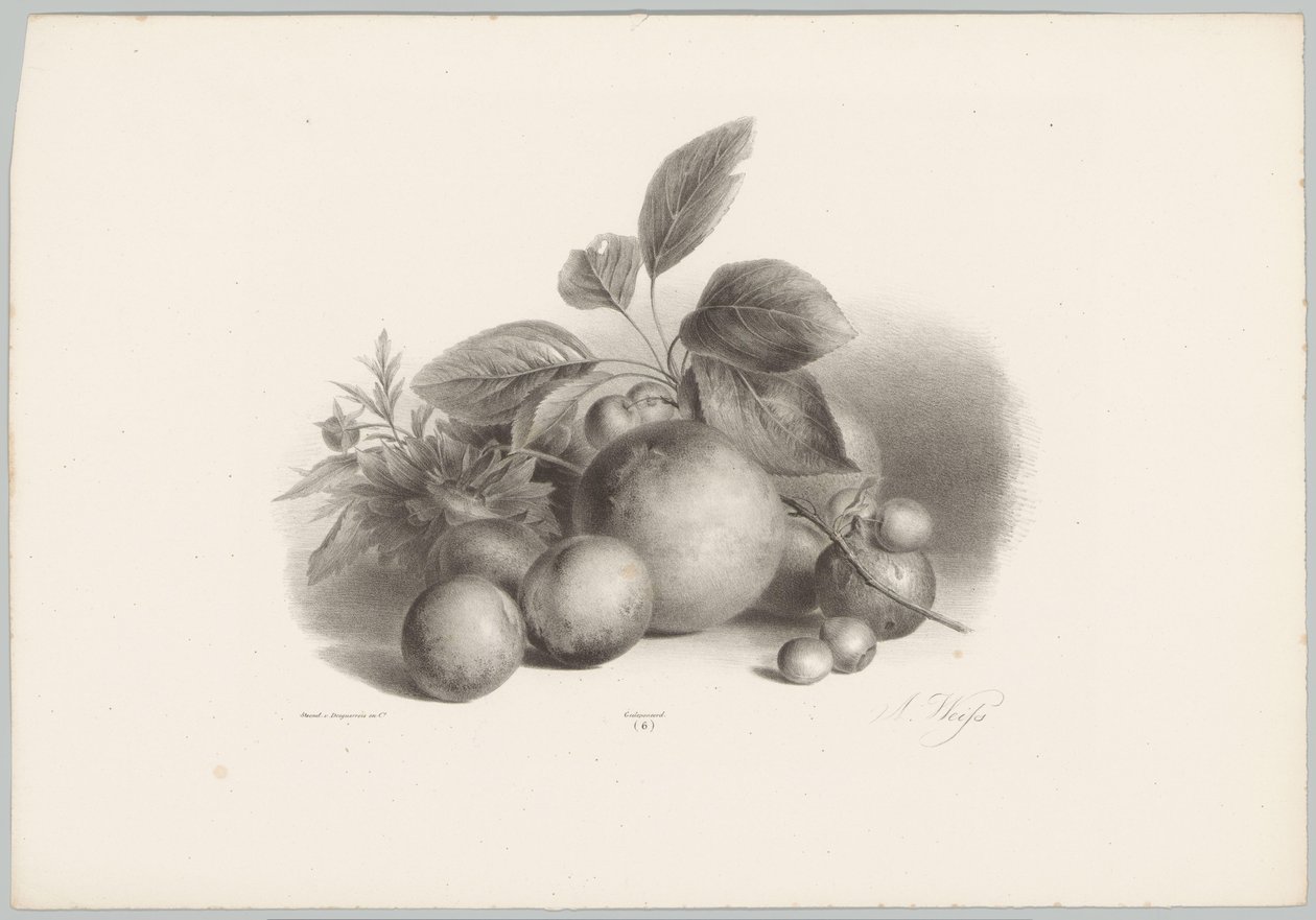 Kukat, nektariinit ja hasselpähkinät Flower and Fruit Studies (...) 10. jakso (sarjan nimi) tekijältä Anton Weiss
