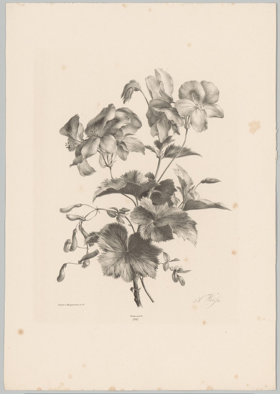 Erilaisia ​​kukkia Flower and Fruit Studies (...) 10. jakso (sarjan nimi) tekijältä Anton Weiss