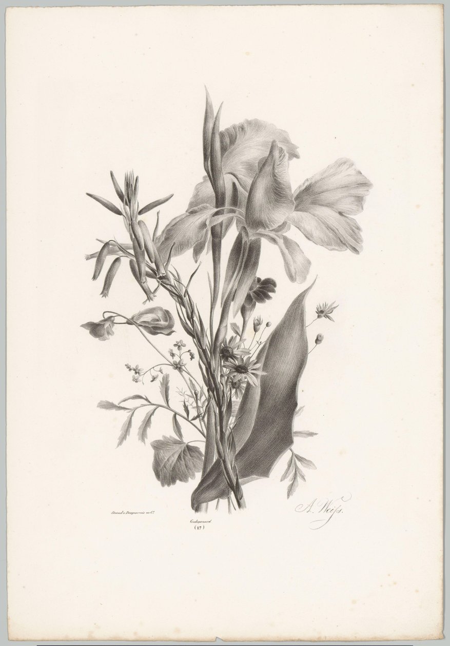 Erilaisia ​​kukkia Flower and Fruit Studies (...) 10. jakso (sarjan nimi) tekijältä Anton Weiss