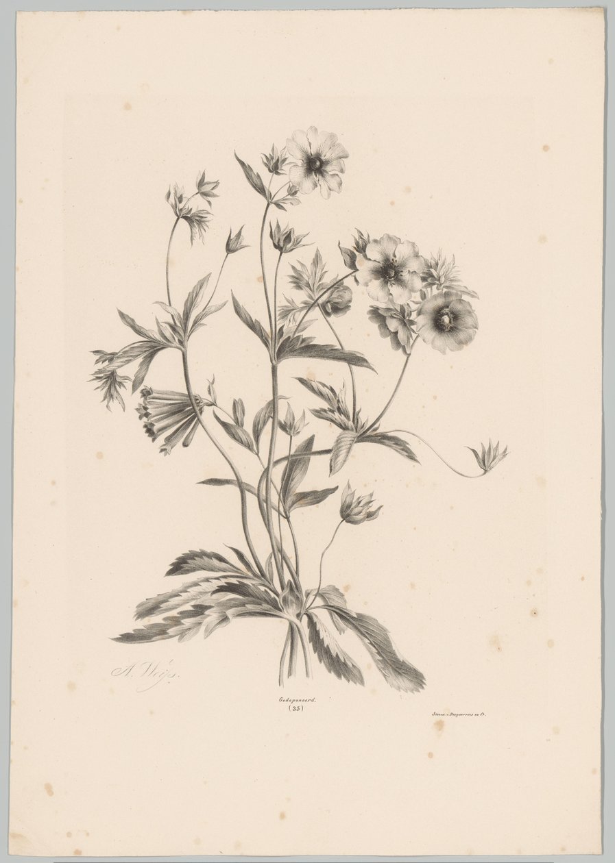 Erilaisia ​​kukkia Flower and Fruit Studies (...) 10. jakso (sarjan nimi) tekijältä Anton Weiss