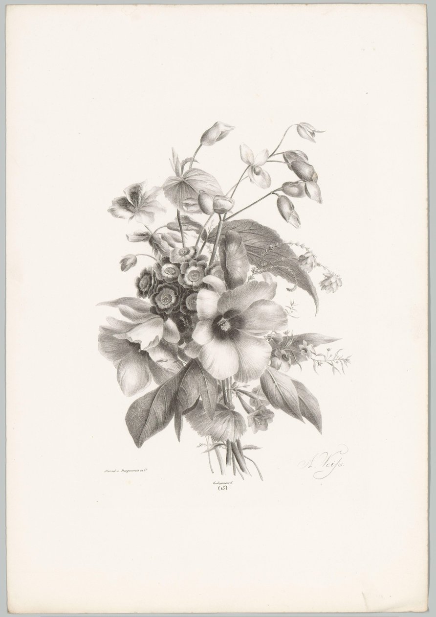 Erilaisia ​​kukkia Flower and Fruit Studies (...) 10. jakso (sarjan nimi) tekijältä Anton Weiss