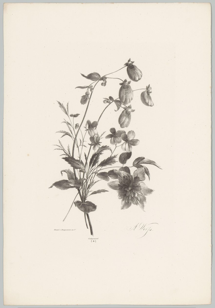 Erilaisia ​​kukkia Flower and Fruit Studies (...) 10. jakso (sarjan nimi) tekijältä Anton Weiss