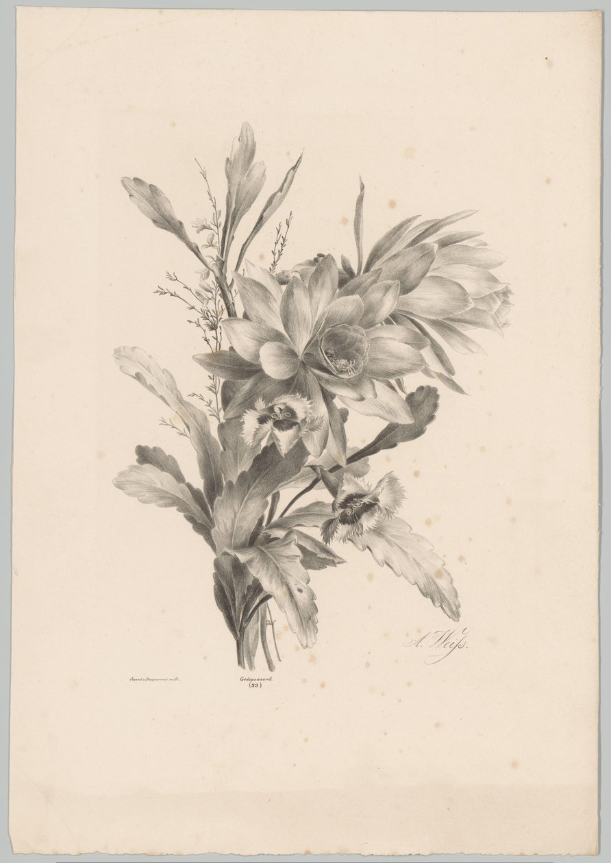 Erilaisia ​​kukkia Flower and Fruit Studies (...) 10. jakso (sarjan nimi) tekijältä Anton Weiss