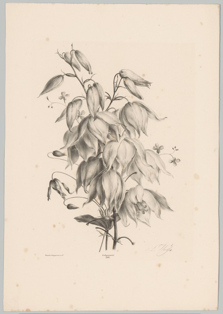 riippuvia kukkia Flower and Fruit Studies (...) 10. jakso (sarjan nimi) tekijältä Anton Weiss