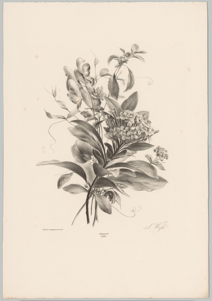 Hortensiat ja muut kukat Flower and Fruit Studies (...) 10. jakso (sarjan nimi) tekijältä Anton Weiss